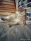 Кот в Рыбацком - фото 5486