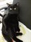 Черный кот на Пархоменко - фото 5492