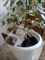 Кошка Жужа на Солнечной - фото 5517