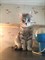 Серый кот на Тельмана - фото 5519
