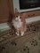 Рыжий кот на Александровской - фото 5523