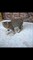 Котенок на Шигаева - фото 5534