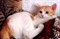 Кошка  Рыжуля на Нижней - фото 5588