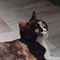 Кошка РИММА - фото 5727