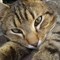 Кошка МУРА - фото 5770