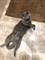 Кот на Лен. Кома - фото 5806