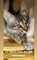 Кот на Жигулевской - фото 5848