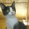 Кошка МАЛЫШКА ЛИЛУ - фото 5912