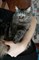 Кошка Боня на Киевском - фото 5970