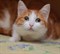 Кошка РУФИНА - фото 5979