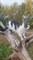 Кошка Маша на Нижней в Мостотряде - фото 6058