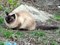 Кошка Кира в Засвияжье - фото 6101