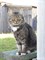 Кот в СНТ Солнечная поляна - фото 6105