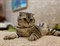 Кот на Декабристов - фото 6111