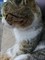 Кот в Погребах - фото 6136