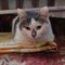 Кошка ИРИШКА - фото 6204