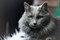 Кошка на Новосондецком 18 - фото 6246