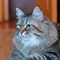 Кошка МИЛА - фото 6252