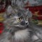 Кошка АНФИСА - фото 6256