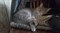 Кошка Анфиса у Волжанки - фото 6401
