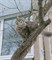 Кошка в красном ошейнике на Рябикова - фото 6407