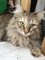 Кошка на Карбышева 42 - фото 6408