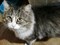 Кот на Дачном - фото 6459