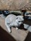 Кот или кошка в Архангельском - фото 6464