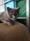 Кошка на Архангельского - фото 6559