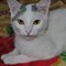 Кошка СИМА - фото 6695