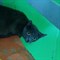 Кот Серый в Ульяновске - фото 7061