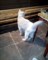 Кот в СНТ Авиастроитель - фото 7064