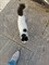 Кошка на Репина - фото 7147