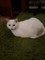 Кот белый на Варейкиса - фото 7162
