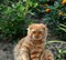 Кот в СНТ Юбилейное - фото 7373