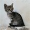 Кошка АНФИСОЧКА - фото 7413