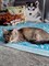 Кошка на Лихачева - фото 7572