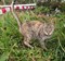 Кошка в СНТ Залив - фото 7621