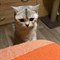 Кошка на Ливанова - фото 7789