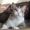 Кошка ТИША - фото 8076
