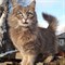 Кошка СИМА - фото 8228