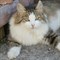 Кошка МИЛУШКА - фото 8478