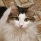 Кошка САКУРА - фото 8784