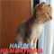 Кот на Мичурина - фото 8865