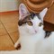 Кошка ЛУША - фото 9152