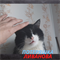 Кот на ЛИВАНОВА - фото 9604