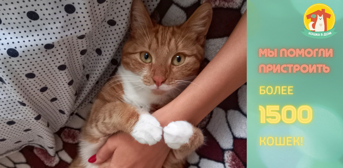 мы помогли пристроить 1500 кошек