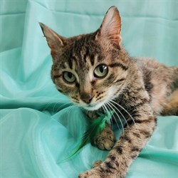 Кошка МИРА 4010