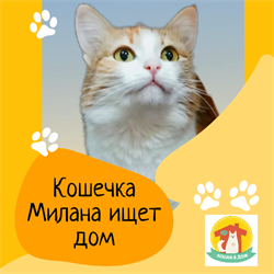Кошка МИЛАНА 4781 - фото 17630