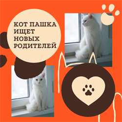 Кот ПАШКА 4784 - фото 17633